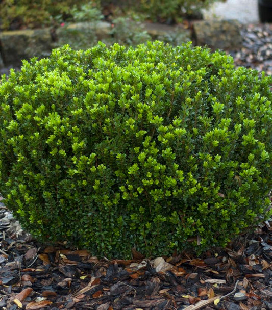 Buxus microphylla var. japonica Baby Gem™; (Baby Gem™; Boxwood)
