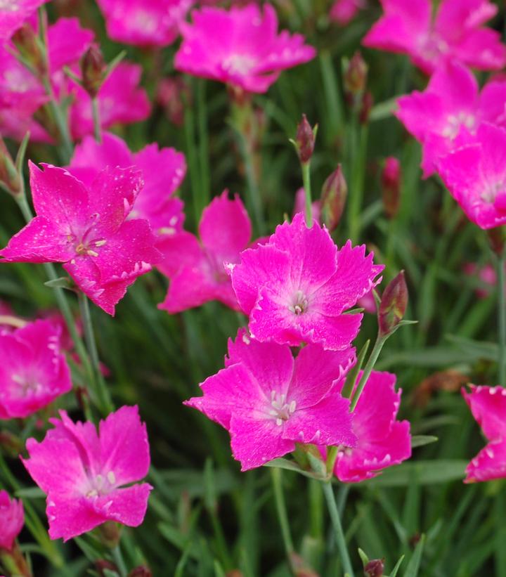 Dianthus Kahori® (Kahori® Hardy Pinks)