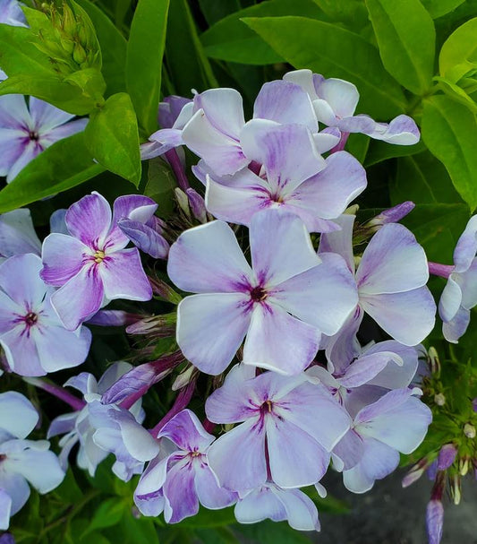 Phlox Volcano® Lilac Splash (Volcano® Lilac Splash Garden Phlox)