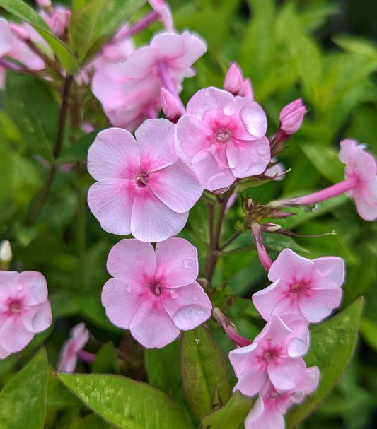 Phlox Volcano® Pink with Dark Eye (Volcano® Soft Pink with Dark Eye Garden Phlox)