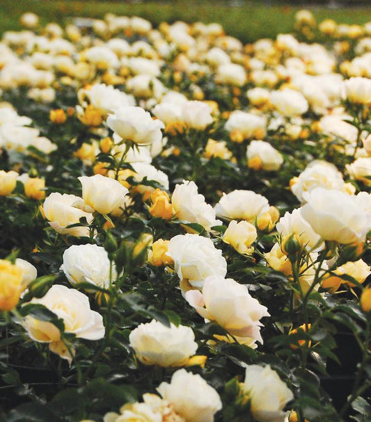Rosa Popcorn Drift® (Popcorn Drift® Groundcover Rose)