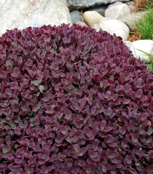 Sedum Sunsparkler® Firecracker (Firecracker Stonecrop)