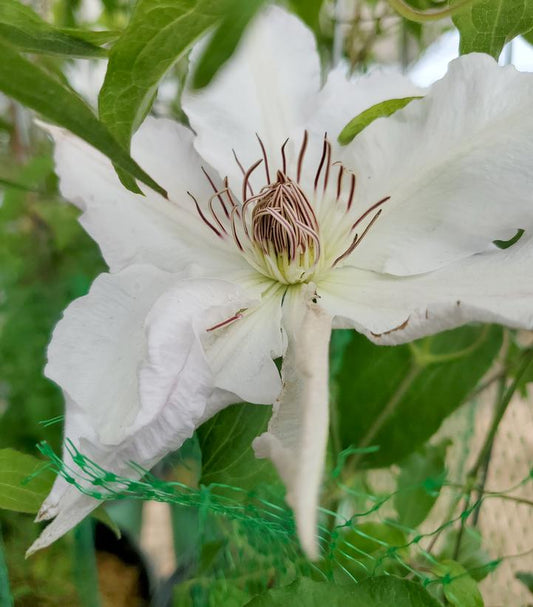 Clematis Hyde Hall™; (Hyde Hall Clematis)