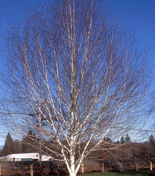 Betula jacquemontii (White-Barked Himalayan Birch)