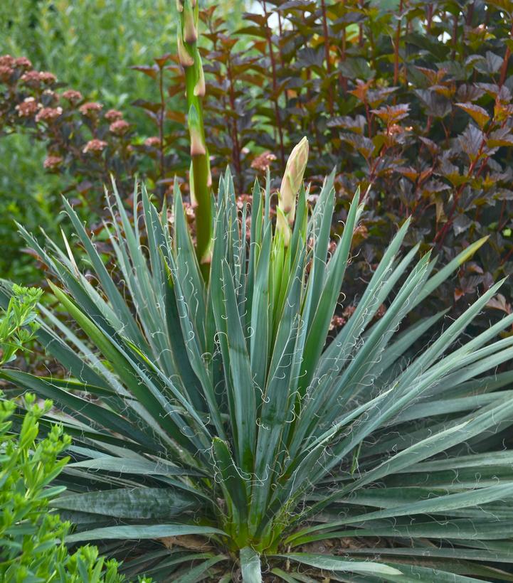 Yucca filamentosa Excalibur (Excalibur Yucca)