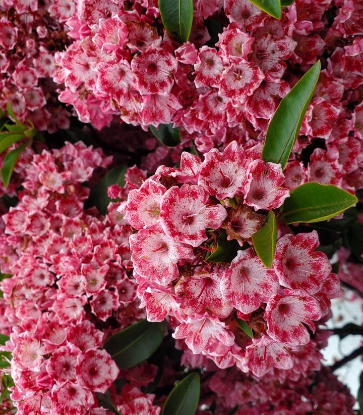 Kalmia lat. Keepsake (Keepsake Mountain Laurel)