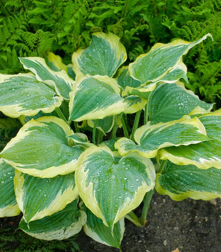 Hosta hybrid Shadowland® Seducer (shadowland® Seducer Hosta)