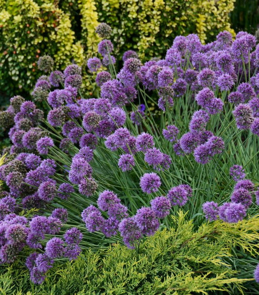 Allium 'Medusa' (Medusa Flowering Onion)