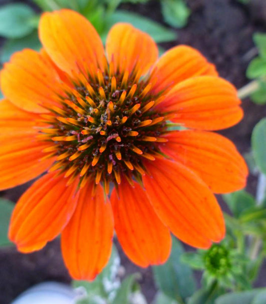 Echinacea Sombrero® Adobe Orange (Adobe Orange Coneflower)