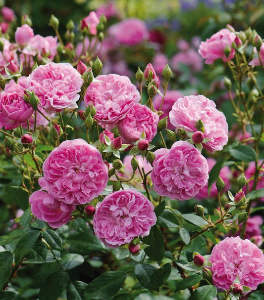 Rosa Harlow Carr® (Harlow Carr® English Rose)