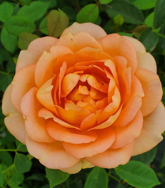 Rosa Lady of Shallot (Lady of Shallot English Rose)
