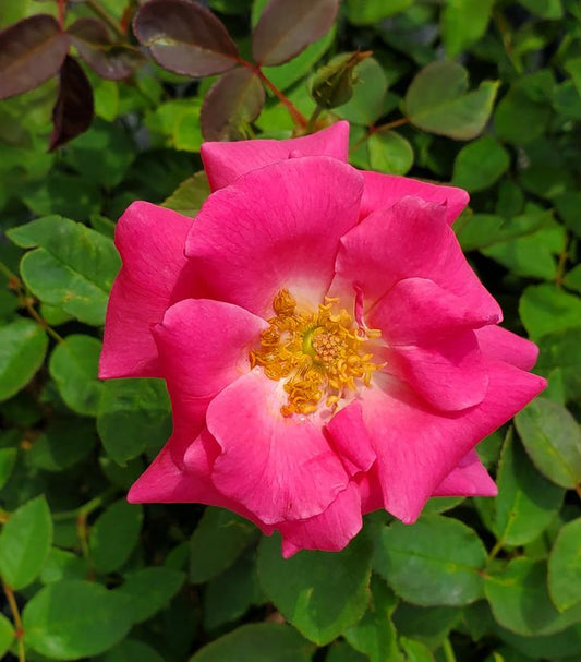 Rosa Zephirine Drouhin (Zephirine Drouhin Climbing Rose)
