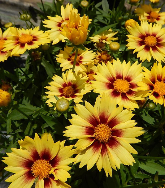 Coreopsis Li'l Bang™; Enchanted Eve (Enchanted Eve Tickseed)