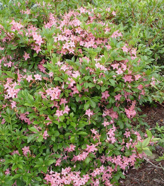 Azalea viscosum 'Pink and Sweet' (Pink and Sweet Swamp Azalea)