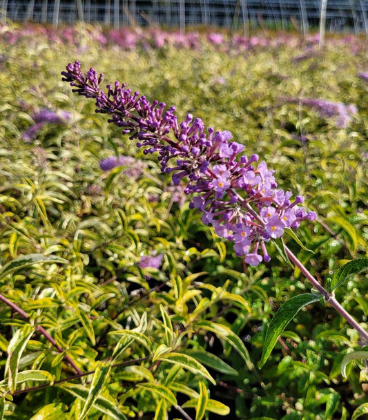 Buddleia Summer Skies (Summer Skies Butterfly Bush)