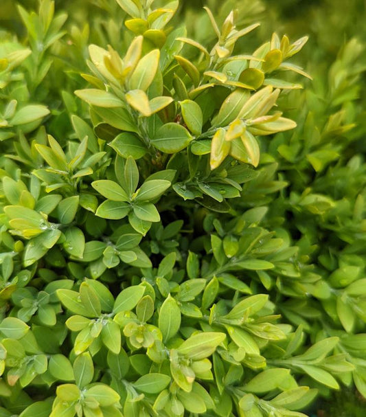 Buxus microphylla var. japonica 'Green Gem' (Green Gem Boxwood)