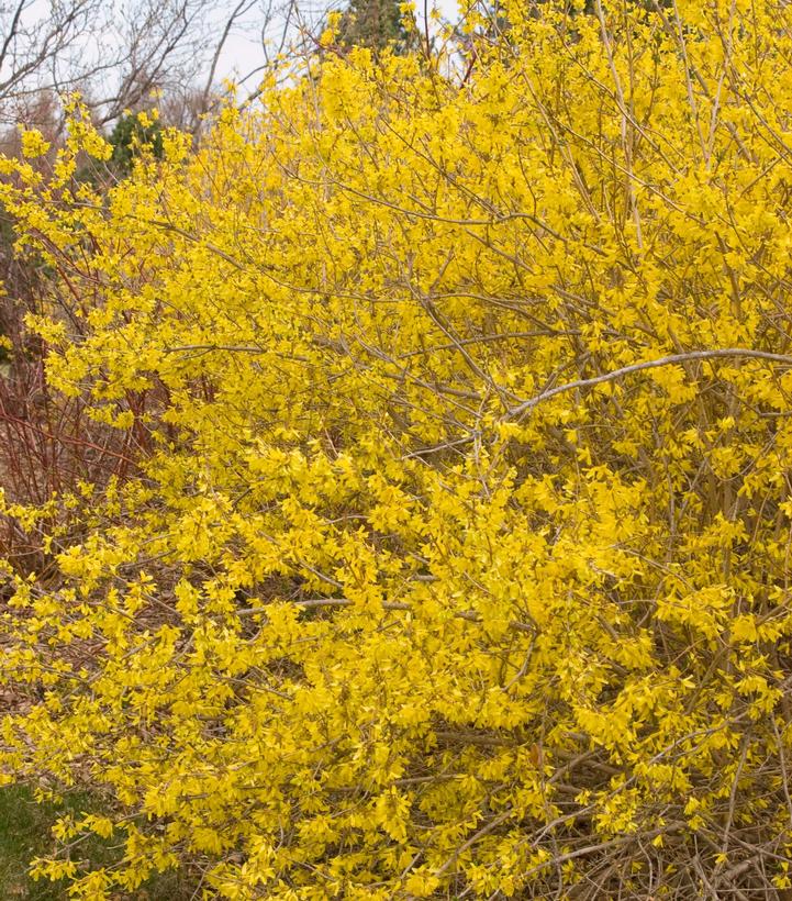 Forsythia x 'Meadowlark' (Meadowlark Forsythia)