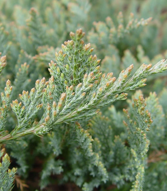 Juniperus horizontalis 'Blue Chip' (Blue Chip Creeping Juniper)