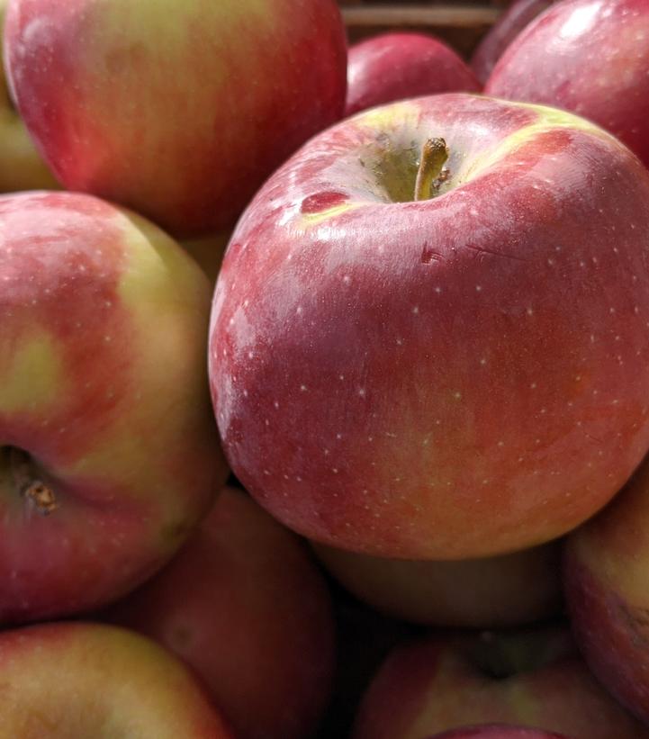 Malus Empire (Empire Apple)