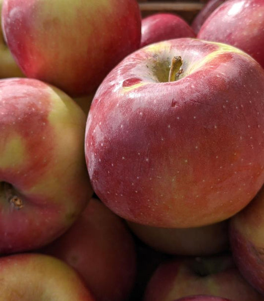 Malus Empire (Empire Apple)