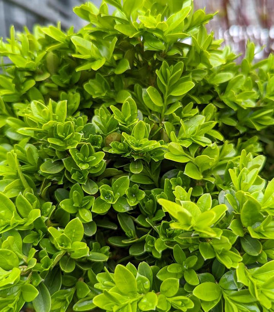 Buxus microphylla 'Tide Hill' (Tide Hill Boxwood)
