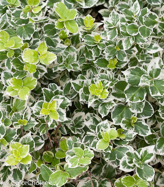 Euonymus f. White Album® (White Album® Wintercreeper)