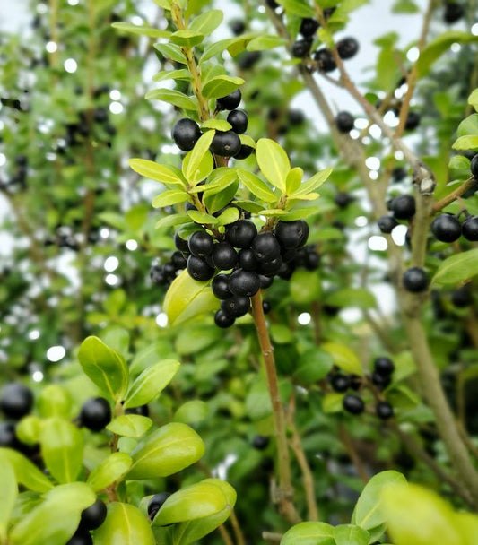 Ilex Chesapeake (Chesapeake Japanese Holly)