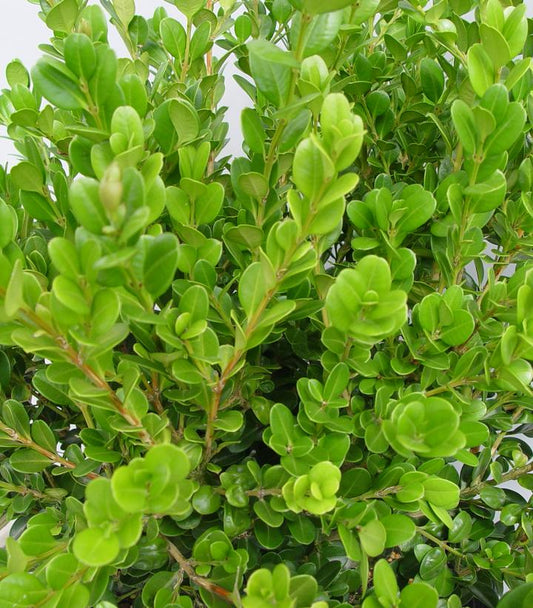 Buxus microphylla var. jap. 'Winter Gem' (Winter Gem Boxwood)