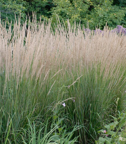 Calamagrostis a. Karl Foerster (Karl Foerster Feather Reed Grass)