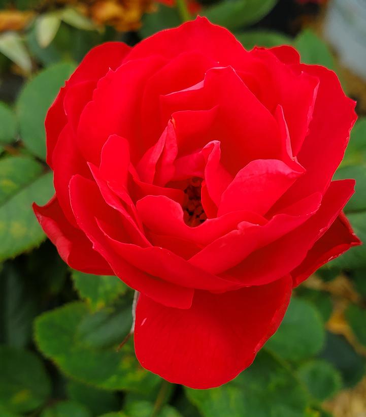 Rosa x Oso Easy Double Red® (Oso Easy Double Red® Landcape Rose)