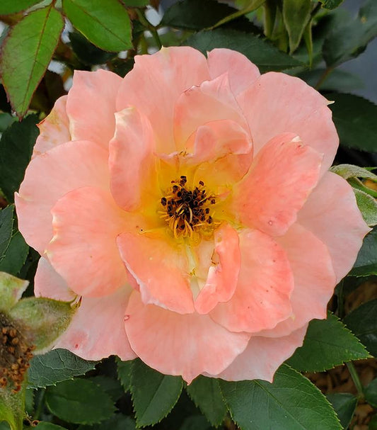 Rosa x Oso Easy Italian Ice® (Oso Easy Italian Ice® Rose)