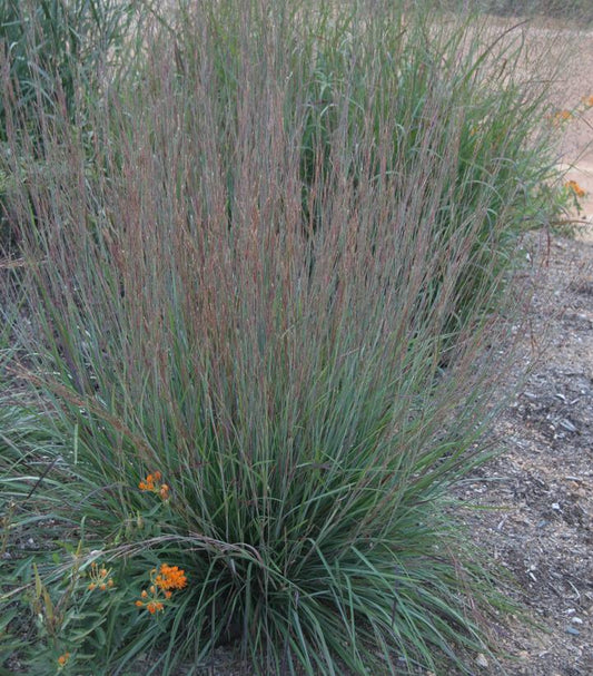 Schizachyrium scoparium Blue Heaven® (Blue Heaven® Bluestem)