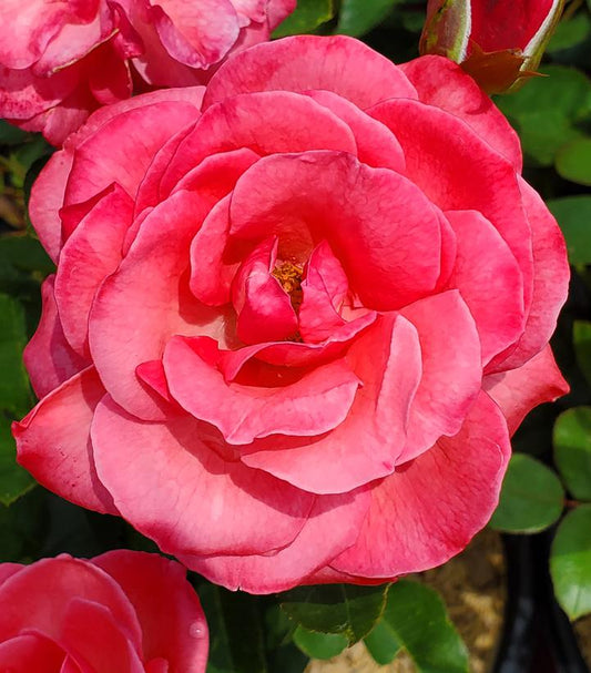 Rosa Easy Elegance® Grandma's Blessing (Grandma's Blessing Rose)