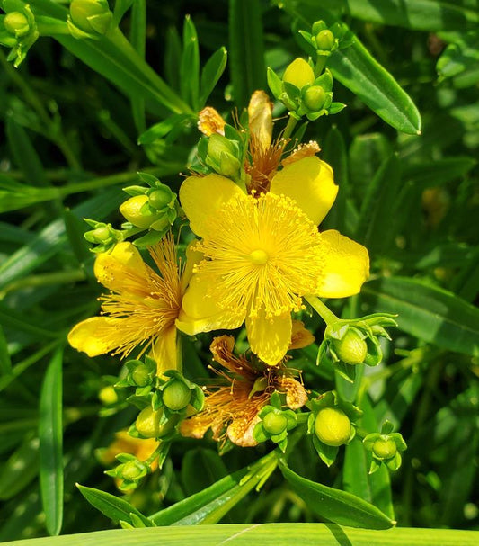 Hypericum kalmianum Gemo (Gemo St. John's Wort)