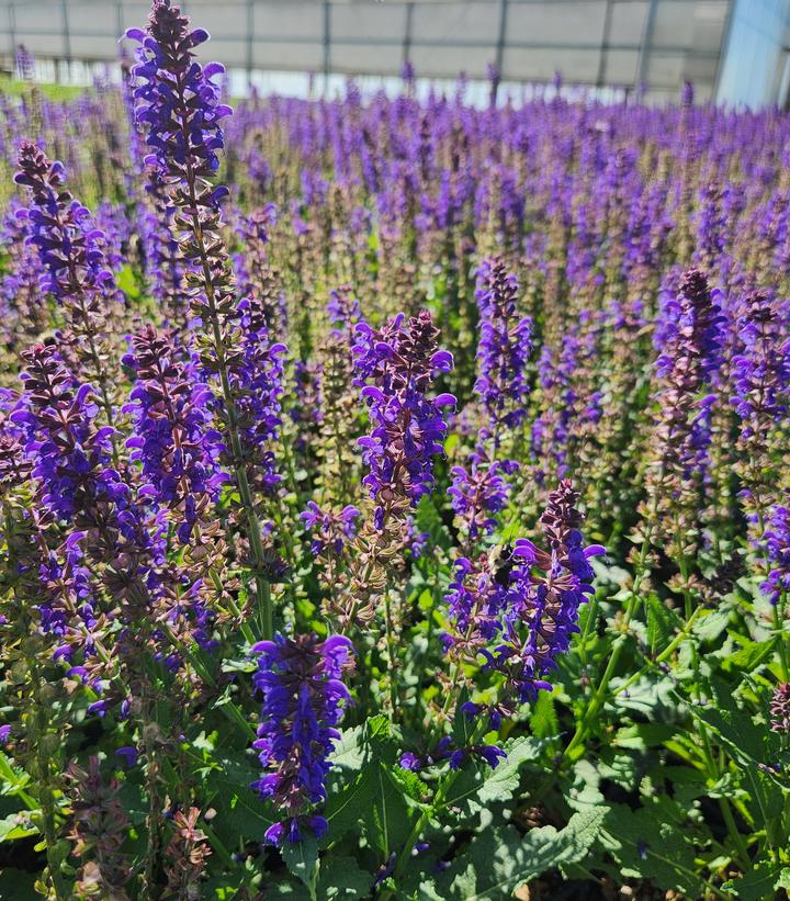 Salvia nemerosa Sallyrosa™; April Night (April Night Meadow Sage)