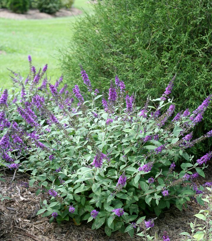 Buddleia Lo & Behold® Blue Chip Jr. (Lo & Behold® Blue Chip Jr. Butterfly Bush)