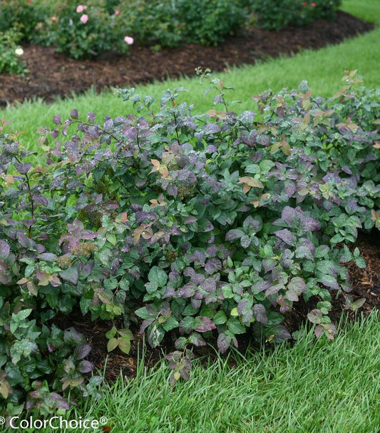 Spiraea media Double Play® Blue Kazoo® (Double Play® Blue Kazoo® Spirea)