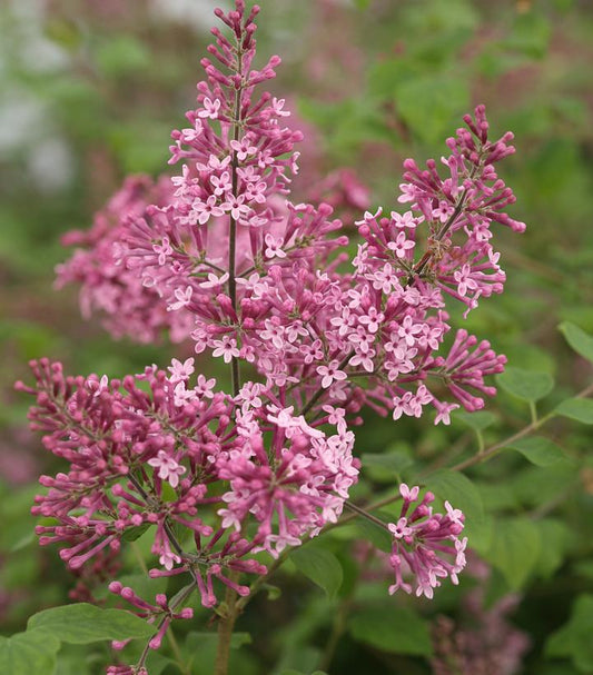 Syringa x Bloomerang® Pink Perfume (Bloomerang® Pink Perfume Lilac)