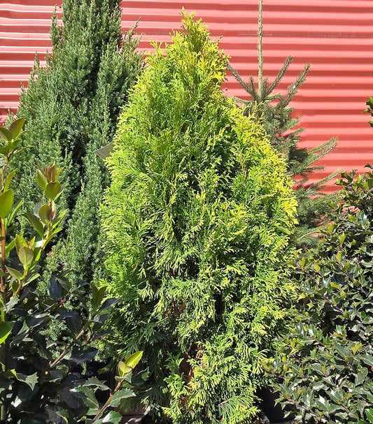 Thuja occidentalis Amber Gold (Amber Gold Arborvitae)