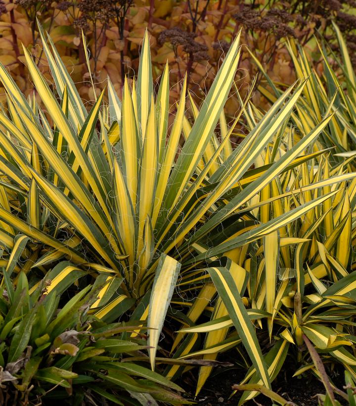Yucca filamentosa Color Guard (Color Guard Yucca)