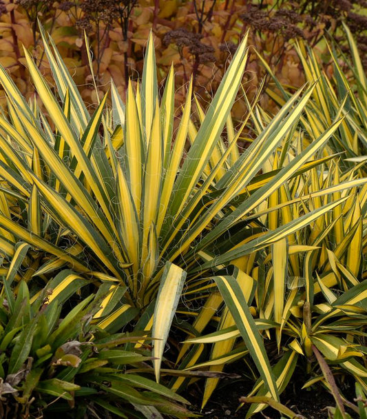 Yucca filamentosa Color Guard (Color Guard Yucca)