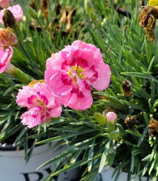 Dianthus hybrid Fruit Punch® Sweetie Pie (Sweetie Pie Pinks)