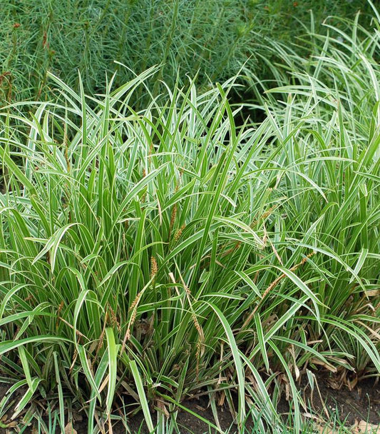 Carex morowii Ice Dance (Ice Dance Variegated Japanese Sedge Grass)