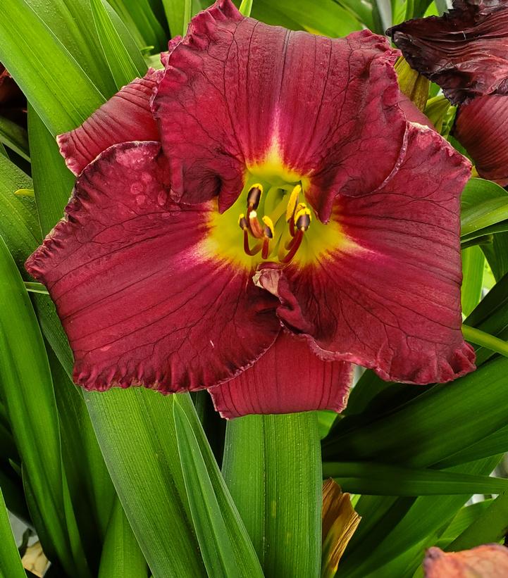 Hemerocallis Rainbow Rhythm® Nosferatu (Nosferatu Daylily)