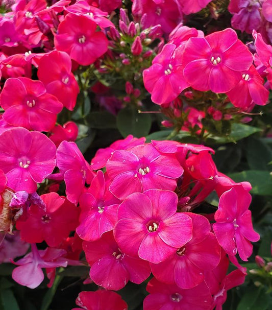Phlox Volcano® Lipstick (Volcano® Lipstick Garden Phlox)