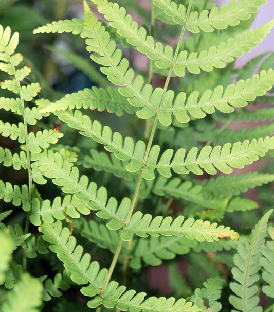 Dryopteris marginalis (Leather Wood Fern)