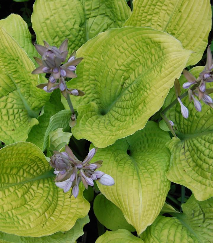 Hosta hybrid Shadowland® Coast to Coast (Shadowland® Coast to Coast Hosta)