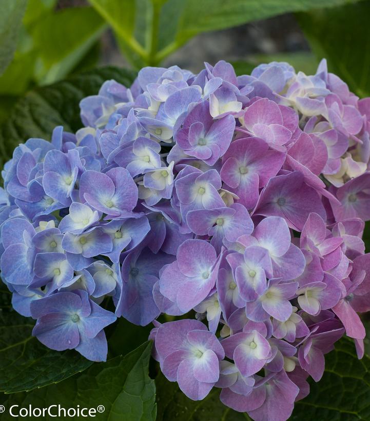 Hydrangea mac. Let's Dance® Blue Jangles® (Let's Dance® Blue Jangles® Reblooming hydrangea)
