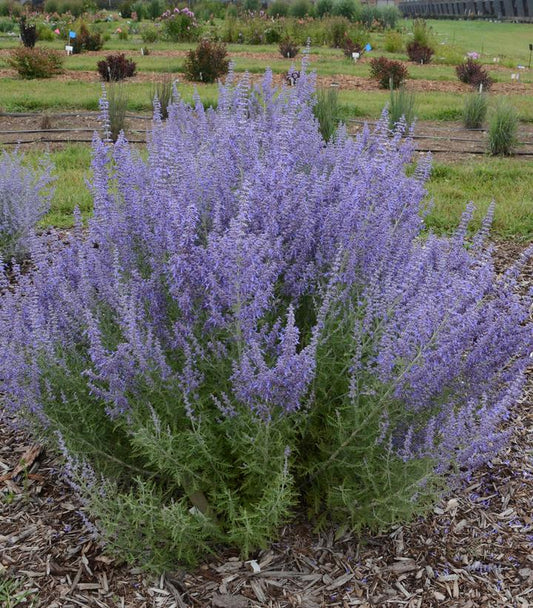 Perovskia atriplicifolia Denim 'n Lace (Denim 'n Lace Russian Sage)