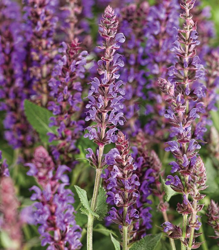 Salvia Color Spires® Violet Riot (Color Spires® Violet Riot Meadow Sage)